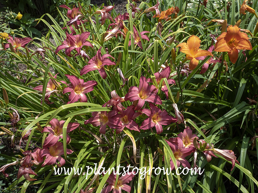 Little Jack Daylily (Hemerocallis)
24" tall
4.5" rose red self with apricot throat 
fragrant
(Terry 1975)